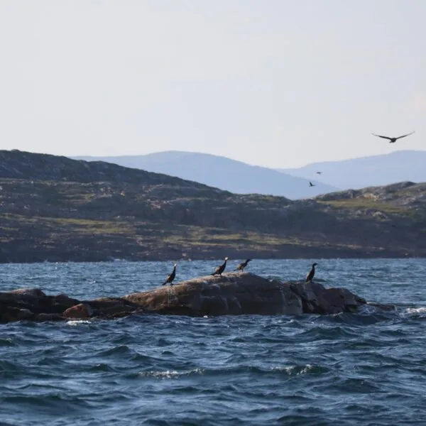 livet på fjorden porsanger