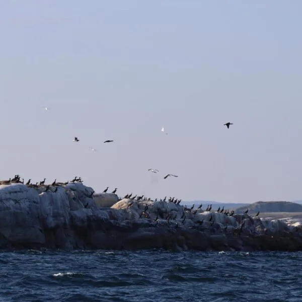 porsangerfjorden livet på havet tilbud opplevelser